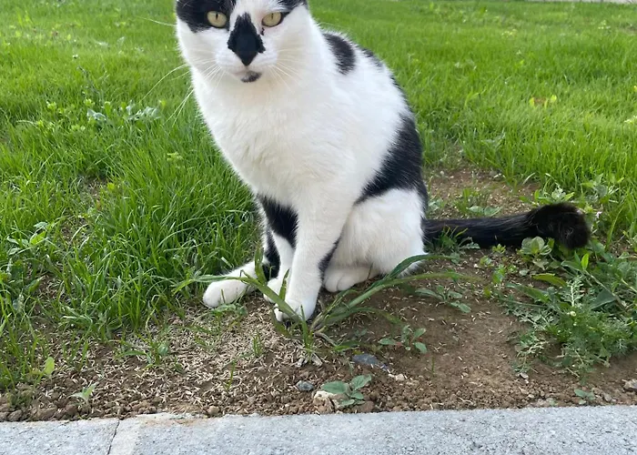 Du Douet De Moulagny Mosles